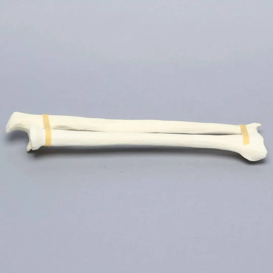 Kyrenmed Sawbones Foam Ulna And Radius Model Solid Foam Orthopaedic