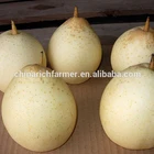 Pear Fresh Fresh White Pear Golden Pear Ya Pear