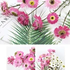 Daisy Wholesale Natural Real Preserved Flowers White Pink Daisy Preserved Rhodanthe Flowers Ammobium Alatum