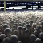 Jade Large Wholesale Of Fresh White Jade Mushroom