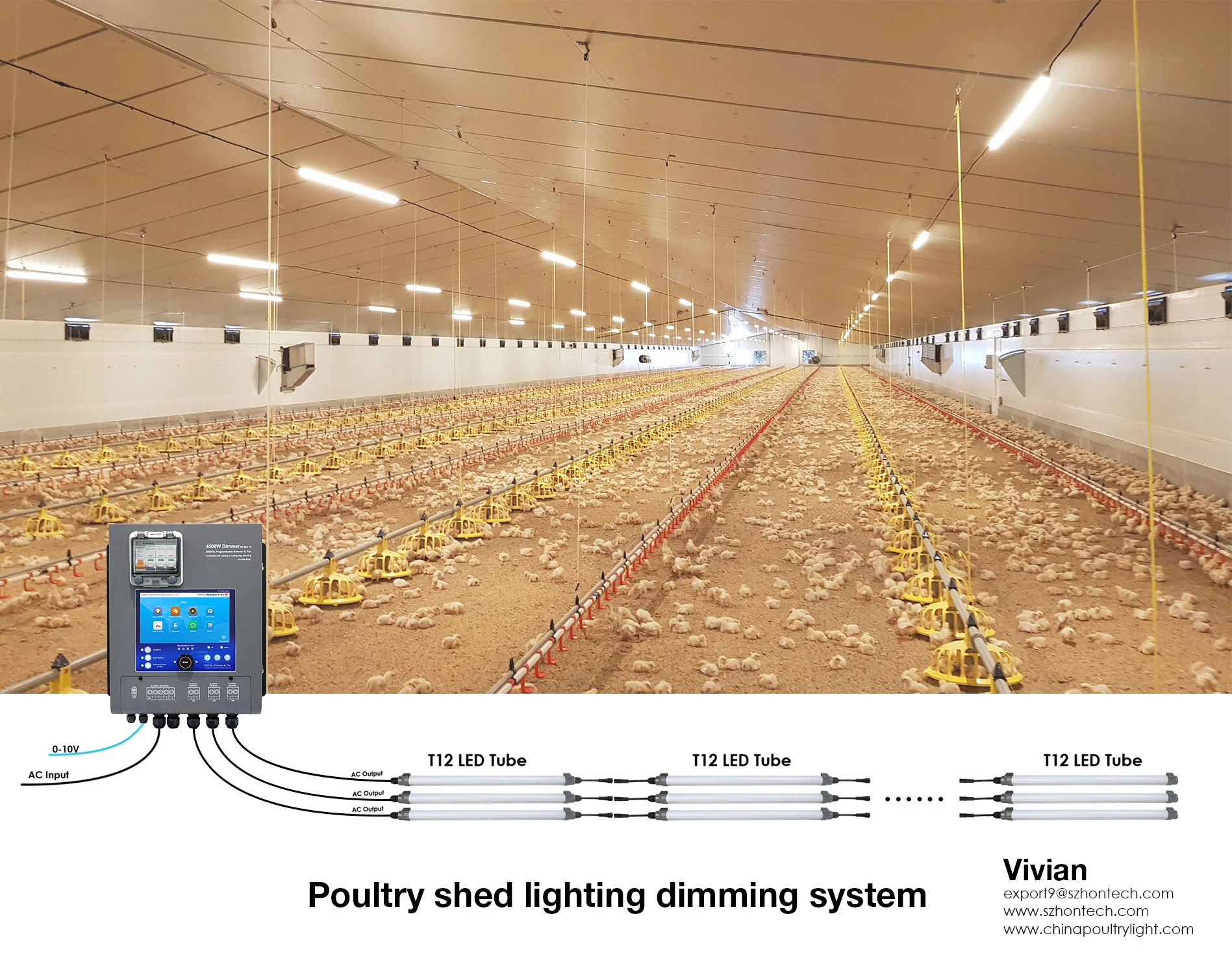 Chicken lighting system