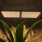 Lm301h Led Grow Lights Yuanhui Best LED Grow Light Using Newest Samsung-LM301H For Indoor Plants Growing