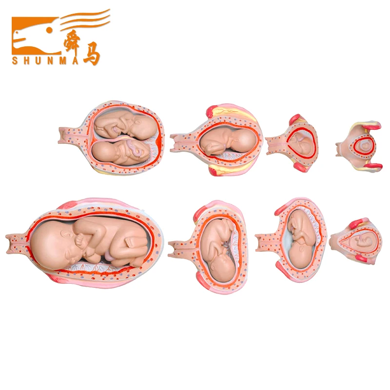 School And Hospital Education Biological Model Medical Teaching Human Fetus Development Model Pregnant Model Buy Human Fetus Model Fetus Development Model Educational Model Product On Alibaba Com