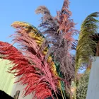 Wedding White 60cm 120cm High Quality Wedding Decoration Natural White Beige Pink Brown Fluffy Tall Pampas Grass 30 Pcs