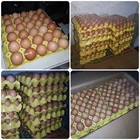 Egg Tray Machine Automatic Shrink Wrapper Machine Egg Tray Automatic L Sealing Machine Shrink Wrapper