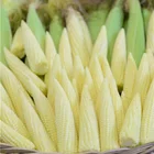 Corn Canned Baby Corn Salty Flavor Young Corn Canned Baby Corn In Tin