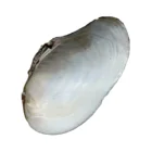 Sea Shells Empty Cleaned Natural Unpolished Sea Shells Raw Material For DIY Hand Craft