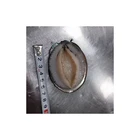 Abalone High Quality Durable Using Various Wholesale Frozen Abalone At Cheap Price