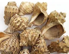 Shells Sea Shell Wholesale Polished Raw Natural For Home Decoration Painted Shells Resin Clam Decor Sea Shell Beads