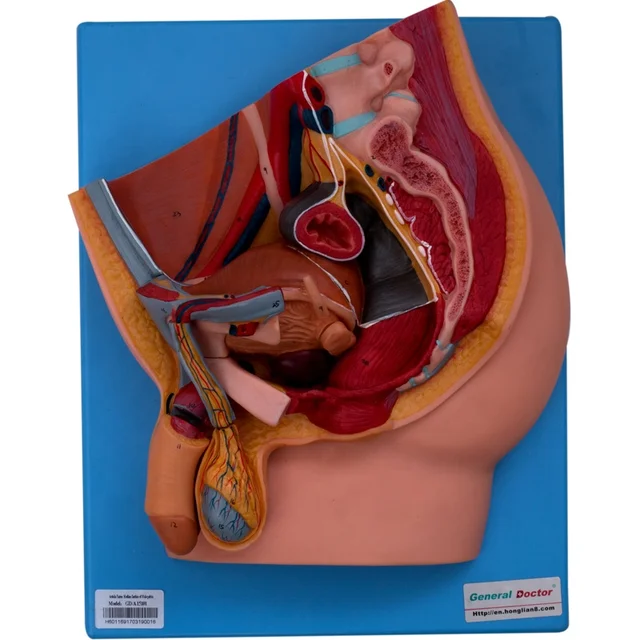 GD/A15101 Median Section of Male Pelvis Model( anatomical model)