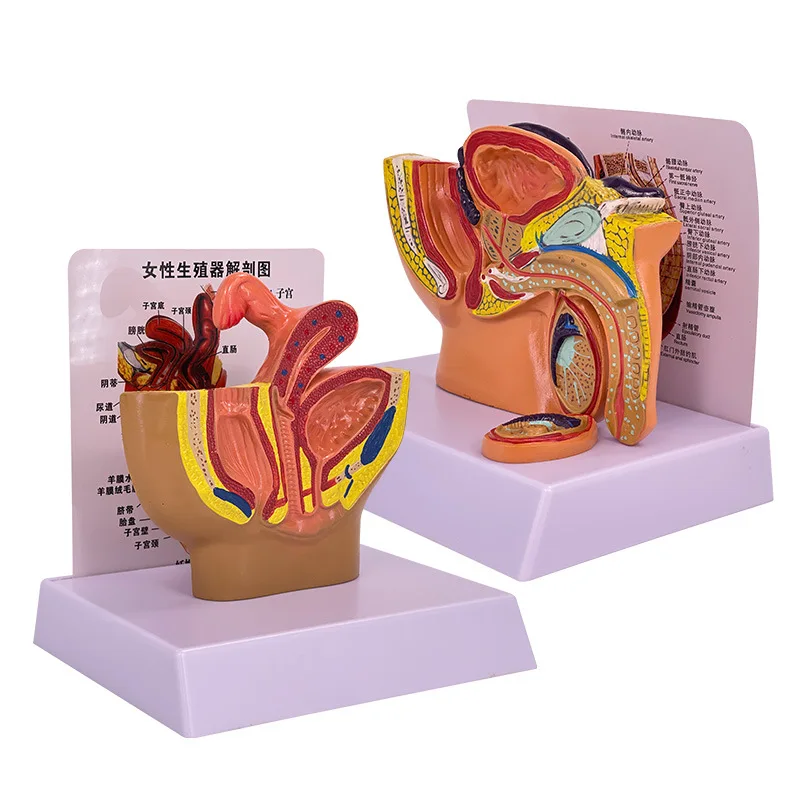 Male Pelvic Sagittal Section Anatomy Model Medical Science Male