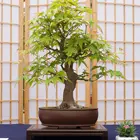 Bonsai Hot Sale Amazon Japanese Maple Tree Sprout Bonsai Grow Kit
