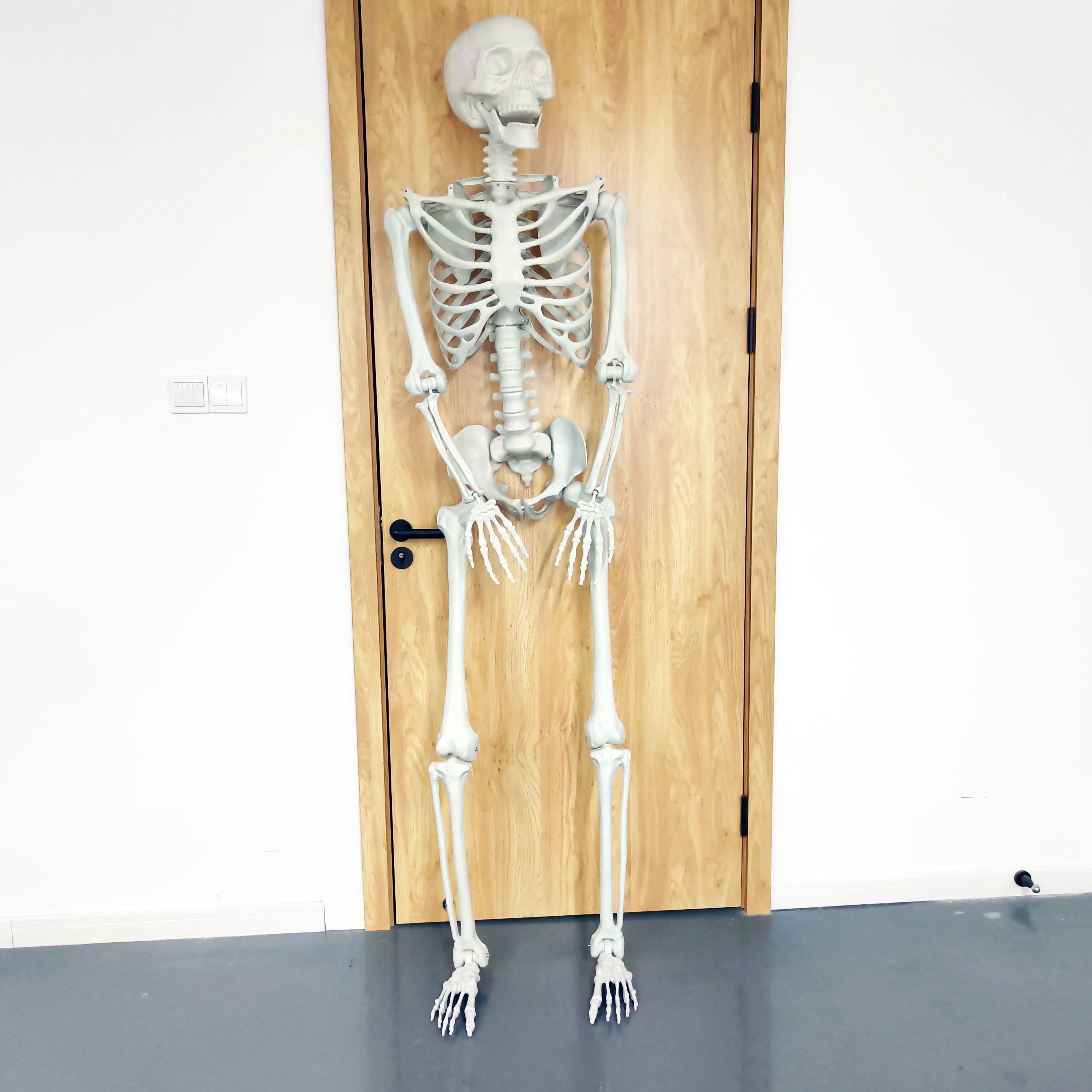 Props High Quality Life Size Halloween Decorations Large Animated Human Movable Joints Skeleton