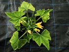 Cover Weed Mat Anti Weed Mat Plastic Mulch Film Agricultural Black Plastic Ground Cover