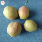 Pear Asian Pear Asian Pear Nashi Pear 2021 High Quality Fresh Sweet Pear Asian Pear With Good Price