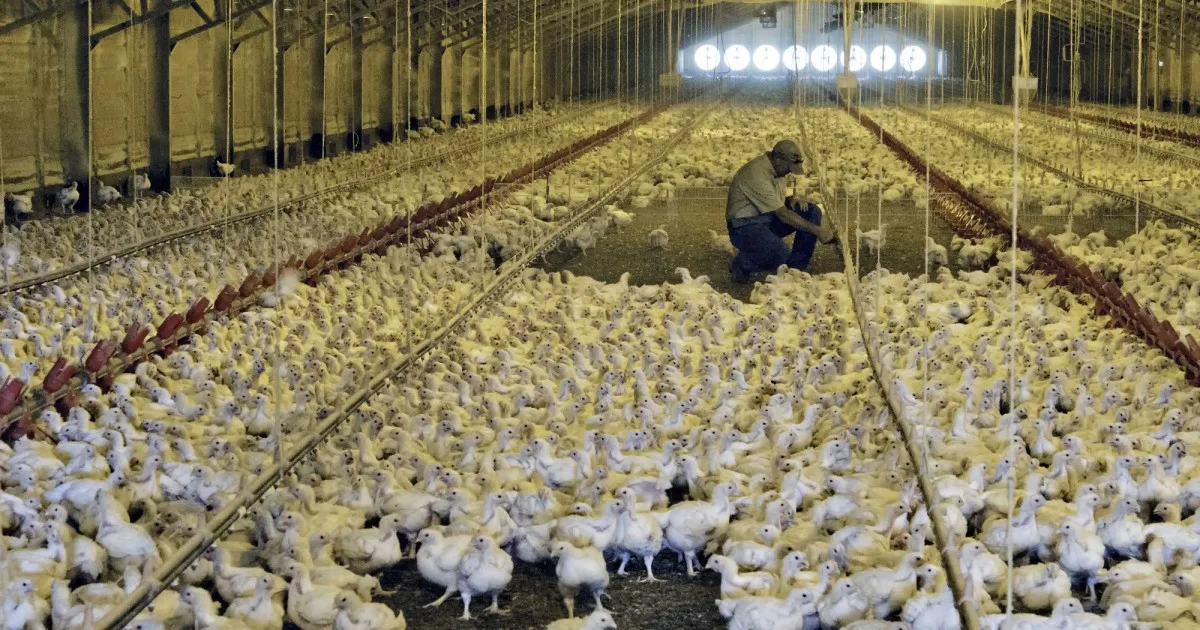 2021专业预制鸡舍家禽农场预制鸡场建筑钢结构