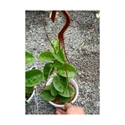 Flowers Hot Sale Hoya Krinkle Artificial Fresh Flowers Packing For Decoration