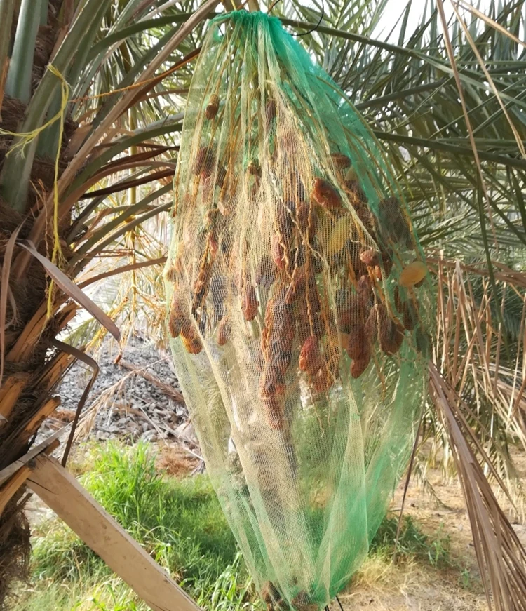 harvest date palm bag.jpg