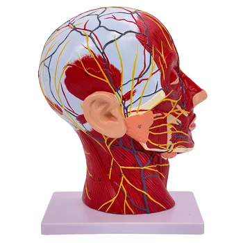 SUNNYMED SY-N027 PVC Anatomical Model Human Facial Shallow Muscle Neurovascular Model in Skin Color Manikin for Nurse Training