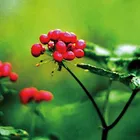 High Quantity Reduce Swelling And Alleviate Pain Disperse Stasis And Stop Bleeding Notoginseng Powder