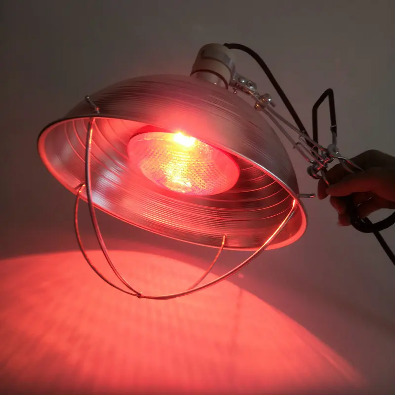 brooder heat lamp