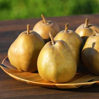 High quality Japan Asian Pears For Wholesale