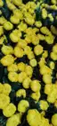 Chrysanthemum Best Selling 2021 Wholesale Fresh Cut Flower Yellow Chrysanthemum