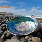 Decorative Abalone Shell Wholesale Price Raw Decorative Abalone Shell For Cleansing Smudge