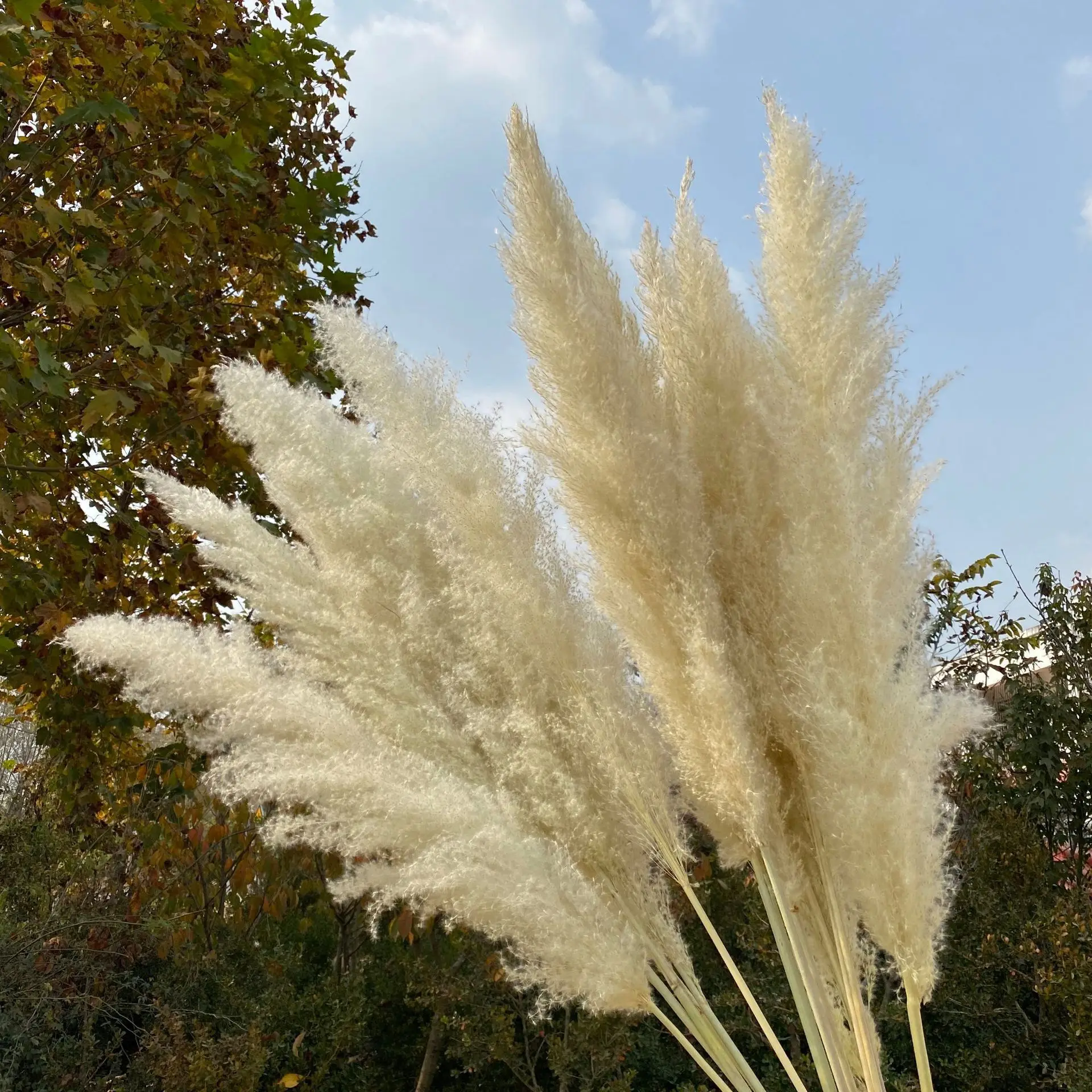 High Quality Dried Flower 90cm 120cm Other Decorative Flowers And Plants Pampas Grass Artificial
