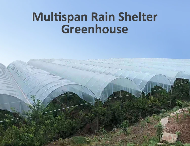 Tropical High Tunnel Multi-span Film Rain Shelter Greenhouse for Plants Cultivation