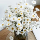 Chrysanthemum 2021 Hot Selling Product Rodanthe Daisy Preserved Dried Flowers Chrysanthemum For Wedding Decor