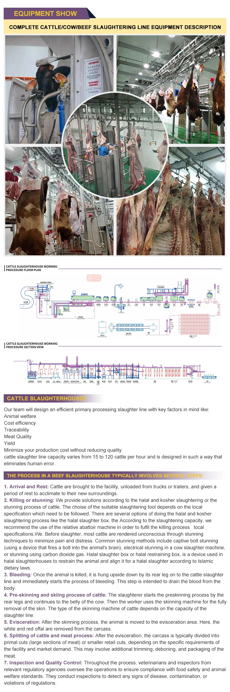 Commercial Abattoir Plant Cattle Halal Meat Processing Humane Beef