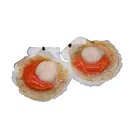 Shell Sea 2021 Primary Color Harbour Shell According To Demand Sea Seashall Hotate Of A Scallop