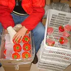 Pepper Chinese Fresh Capsicum/Fresh Bell Pepper/sweet Pepper Yellow /red/green +8613953636519