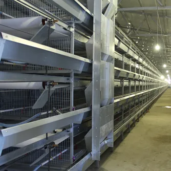 Poultry Farming Pullet Automatic H Type Chicks Brooding Chicken Cages for Zimbabwe Poultry Farms