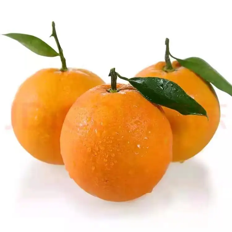 Precio Adecuado De Calidad Superior Al Por Mayor De Alta Calidad Surtido Fresco Fruta Naranja Buy Fruta De Naranja Naranja Fruta Fresca Product On Alibaba Com