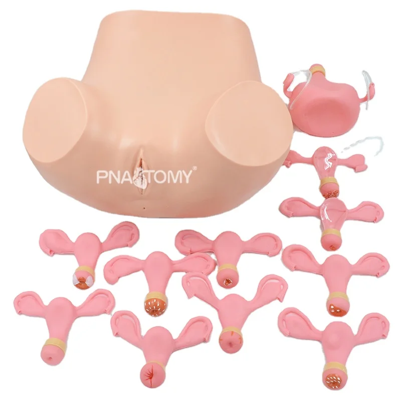 Gynecological Examination Model Female Uterus Anatomical Model Pelvic