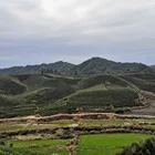 Grade Trade Organic Tea Fair Top Grade Organic Jasmine Leaves Tea And Fair Trade EU Standard