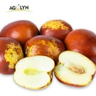 New Season Fresh Juicy Sweet Winter Jujube