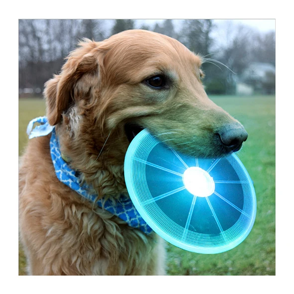 light up toys for dogs