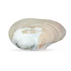 Mother Of Pearl Best Quality Mother Of Pearl Shell 18-20 Cm Processed Natural Seashell