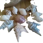 Sea Colorful Seashell Beach Home Decor Magnets Sea Decoration