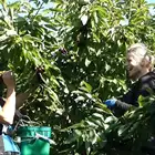 Cherry Cost-effective 100% Natural Fresh Fruits Class A Red Australian Fresh Cherries