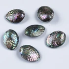Shell Abalone 50-60mm Natural Polished Shell Natural Craft Abalone Shell
