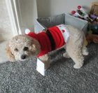 Red Red Jacquard Christmas Knitted Hooded Fashion Logo Pet Groomer Clothing Knitwear Pet Clothing Pet Sweater