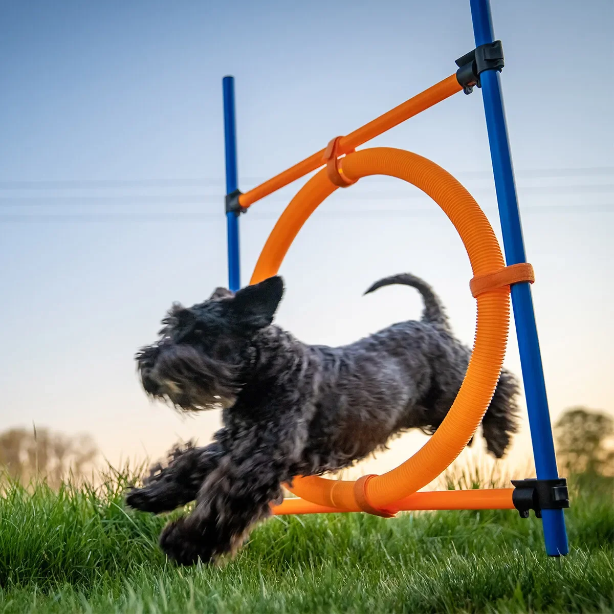 how high should my dog jump in agility