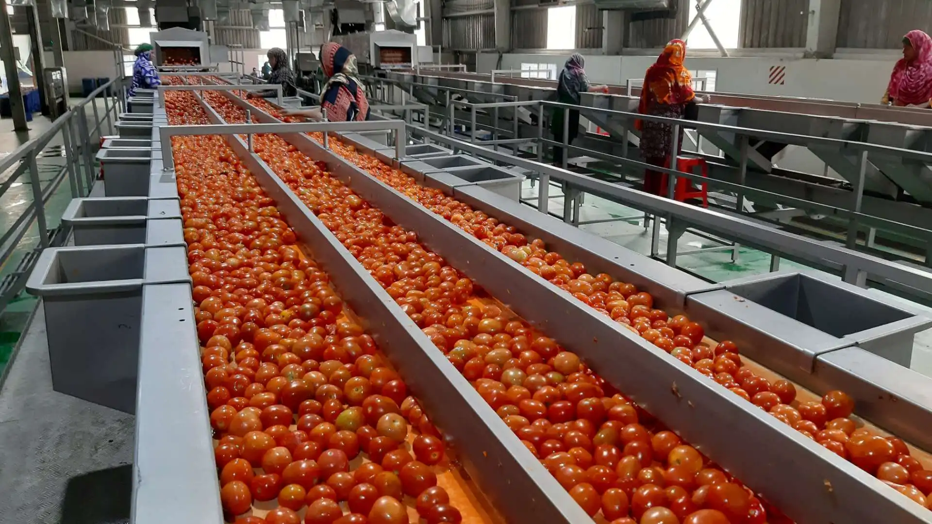 Tomato Paste Production Line Tomato Pulp Processing Plant Buy Tomato