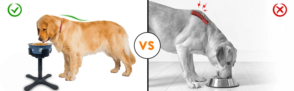 Compared to Traditional Dog Bowls