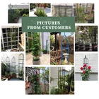 Garden Hot Sale 180cm Rose Arbor Round PE-coated Installment Easy Garden Metal Plant Flower Support Obelisk