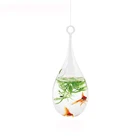 Glass Hydroponics Goldfish Plants In Glass Containers